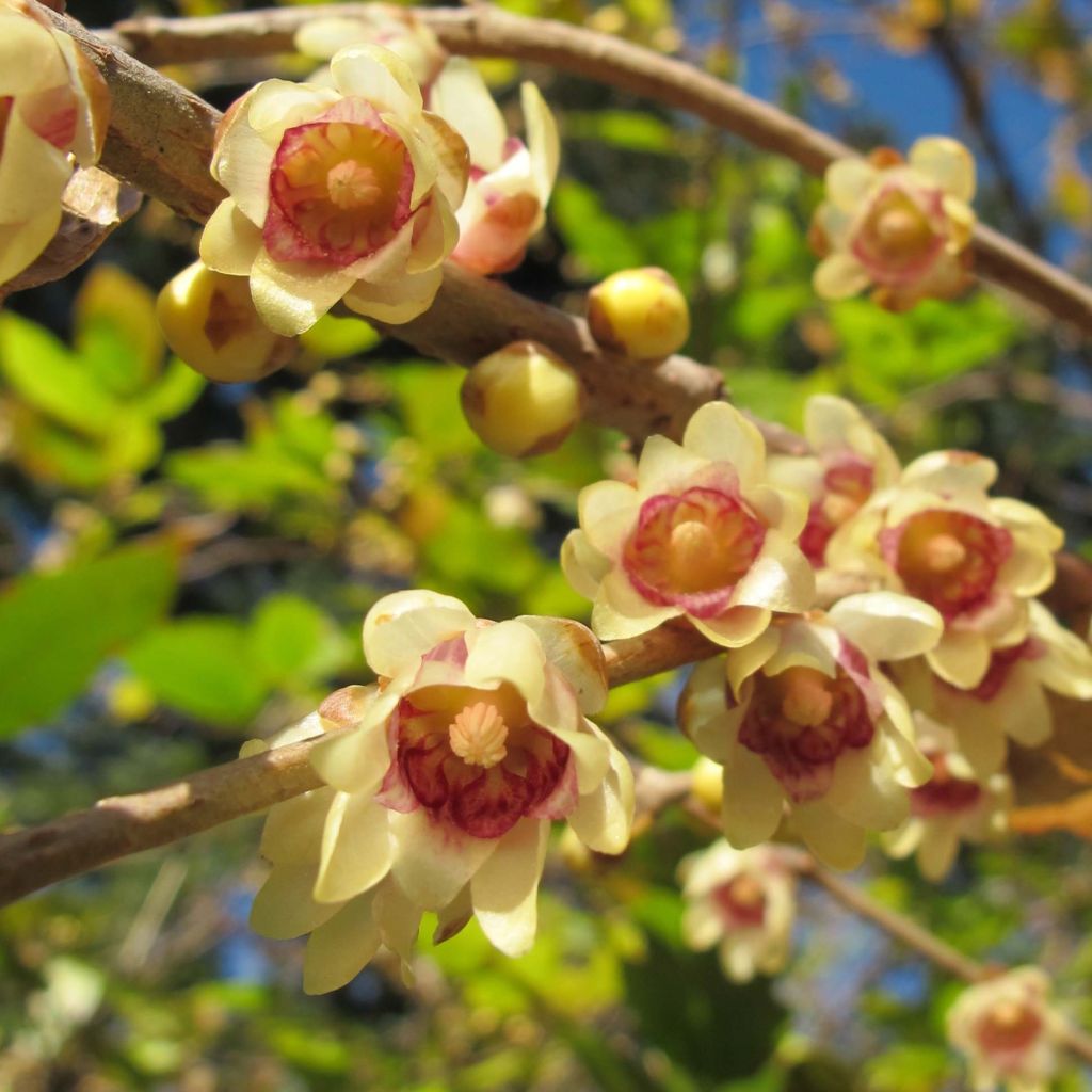 Tuoksutalvenlahja - Chimonanthus praecox