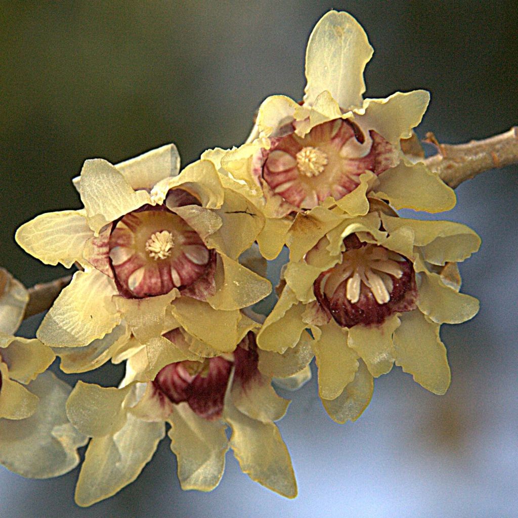 Tuoksutalvenlahja - Chimonanthus praecox