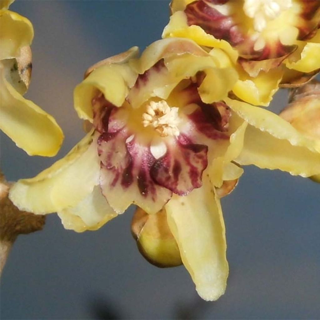 Tuoksutalvenlahja - Chimonanthus praecox