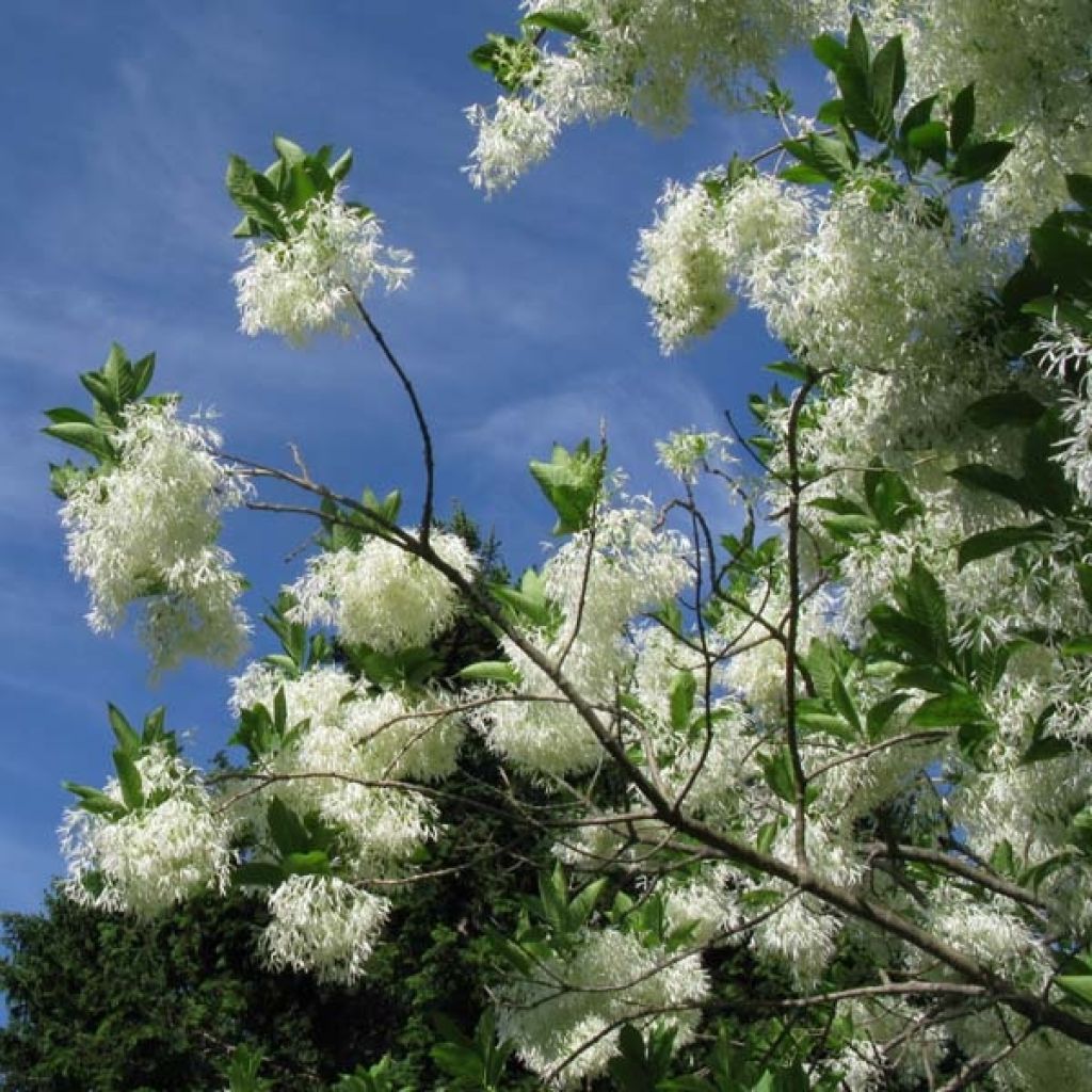 Partapensas - Chionanthus virginicus