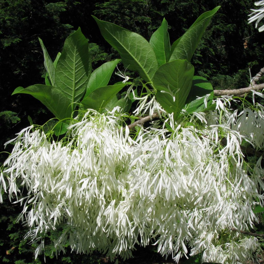 Partapensas - Chionanthus virginicus