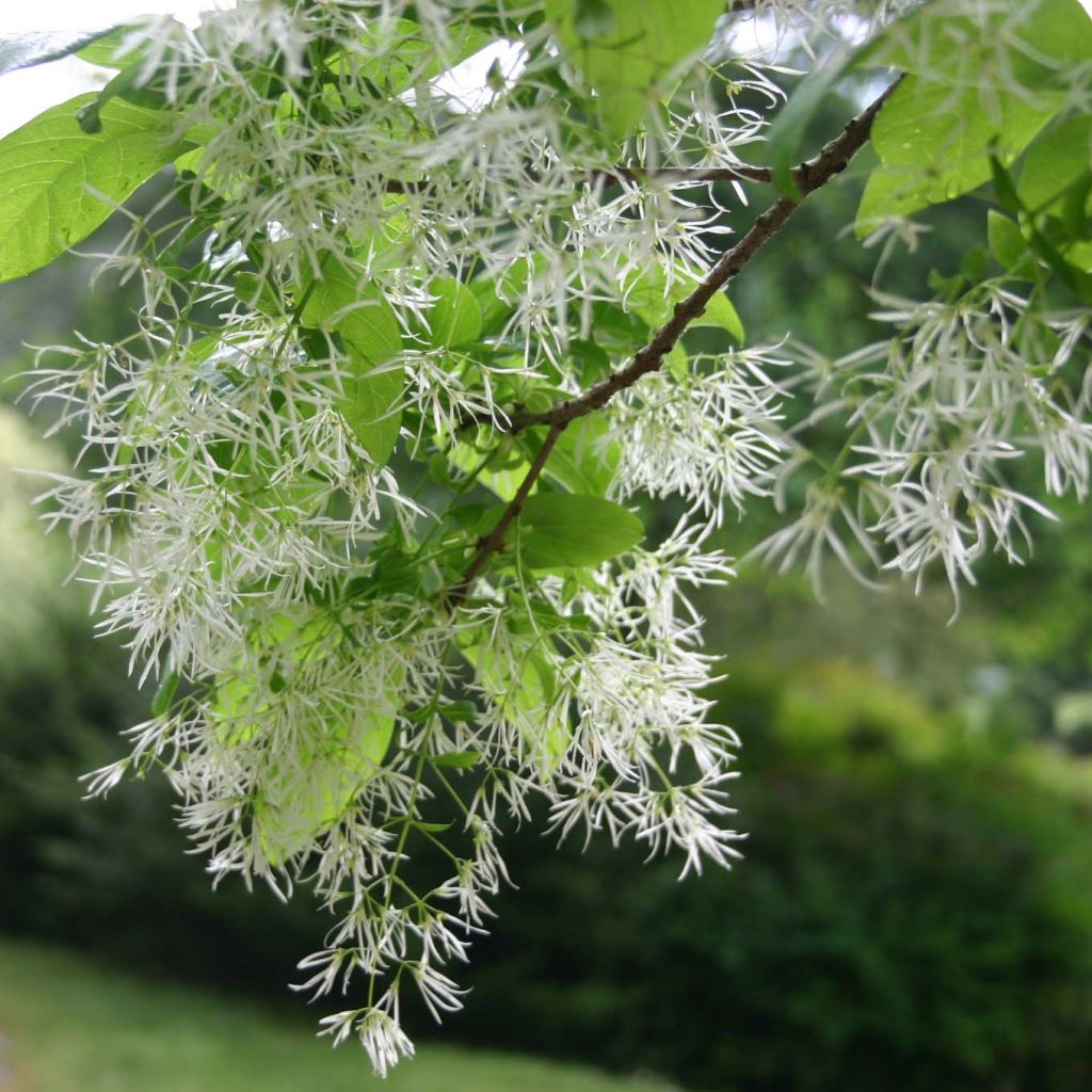 Partapensas - Chionanthus virginicus