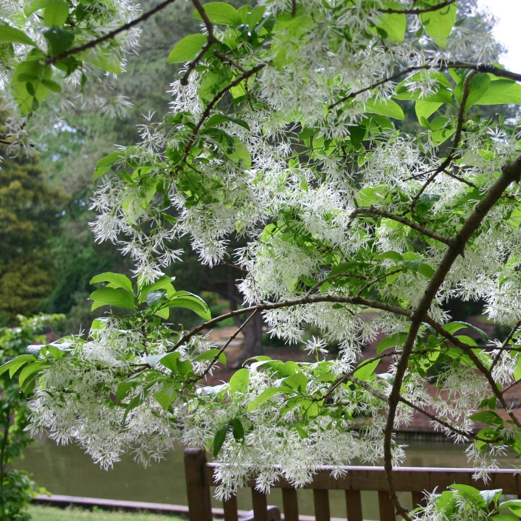 Partapensas - Chionanthus virginicus