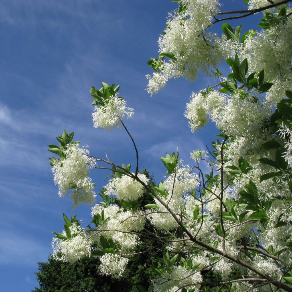 Partapensas - Chionanthus virginicus