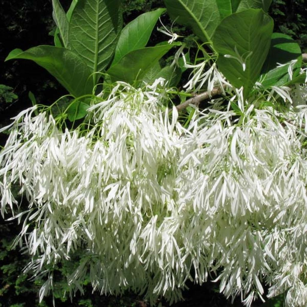 Partapensas - Chionanthus virginicus