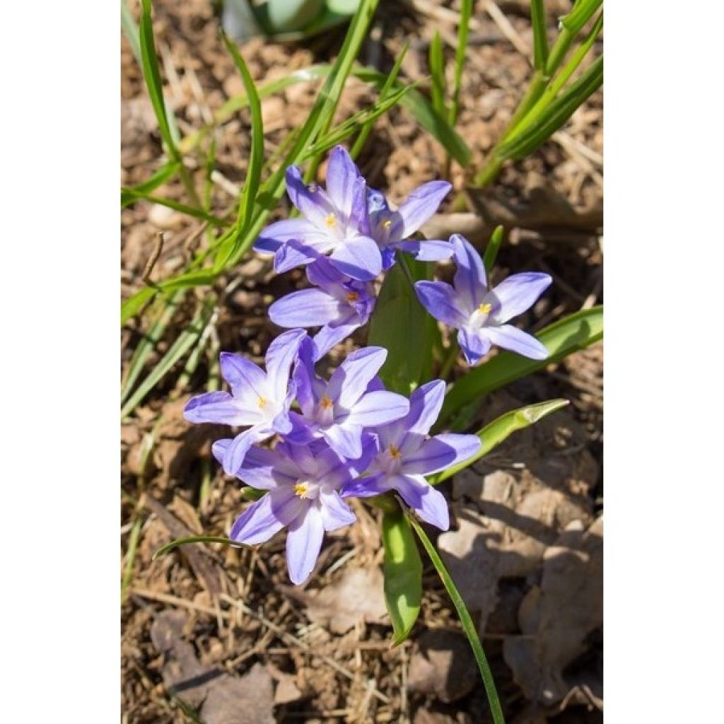 Kirjokevättähti Violet Beauty