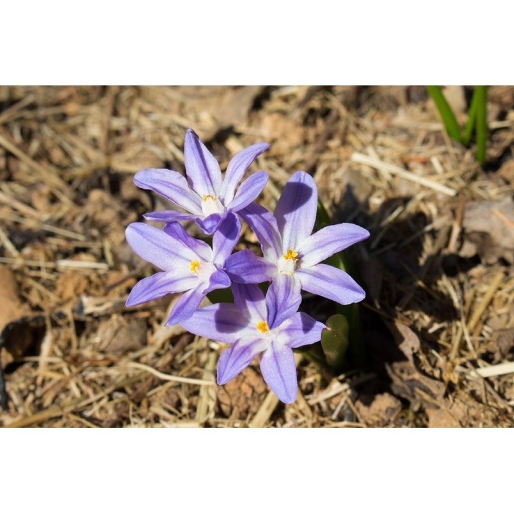 Kirjokevättähti Violet Beauty