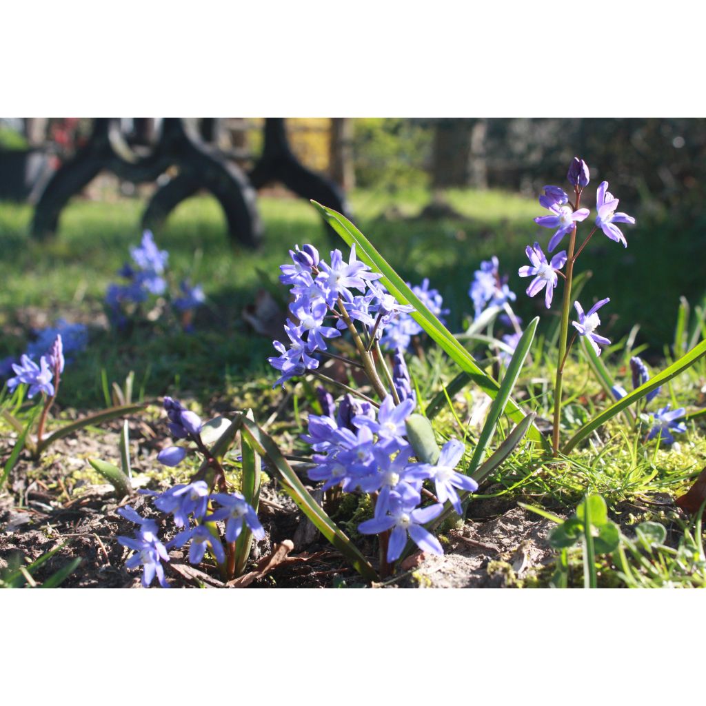 Sinikevättähti - Chionodoxa sardensis