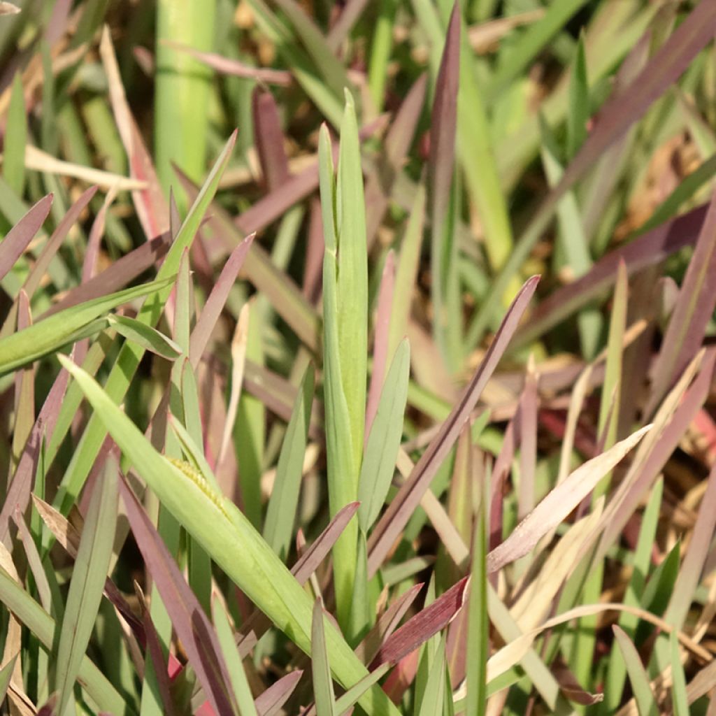 Viuhkaheinä - Chloris distichophylla