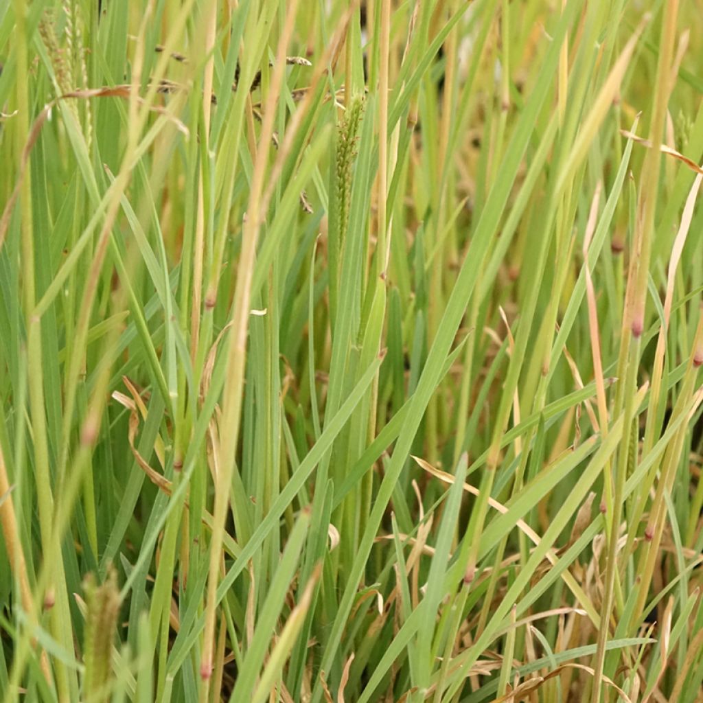 Untuvaviuhkaheinä - Chloris virgata