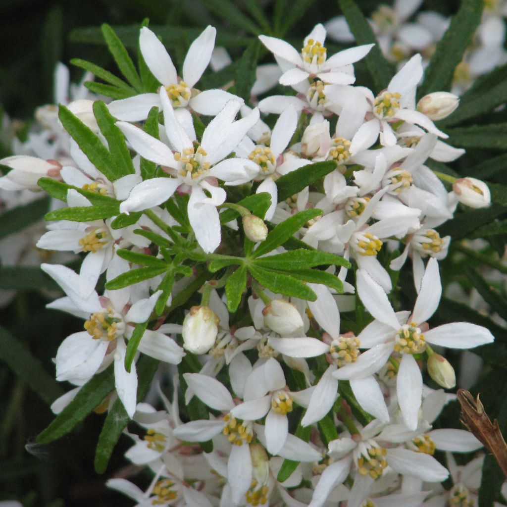 Koisi Londaz' (White Dazzler)