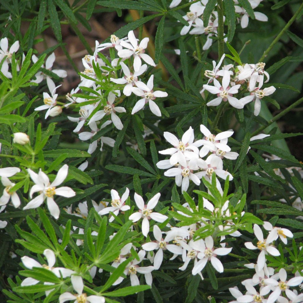 Koisi Londaz' (White Dazzler)