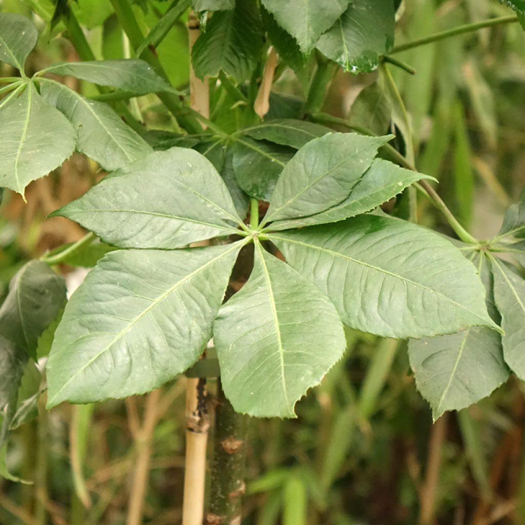 Pullokapokkipuu - Ceiba speciosa