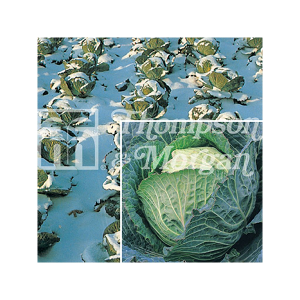 Chou Savoy Tundra F1