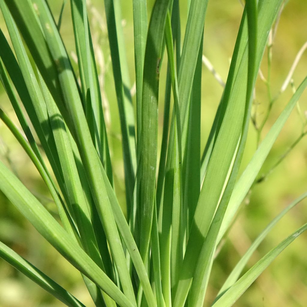 Kiinansipuli taimena - Allium tuberosum