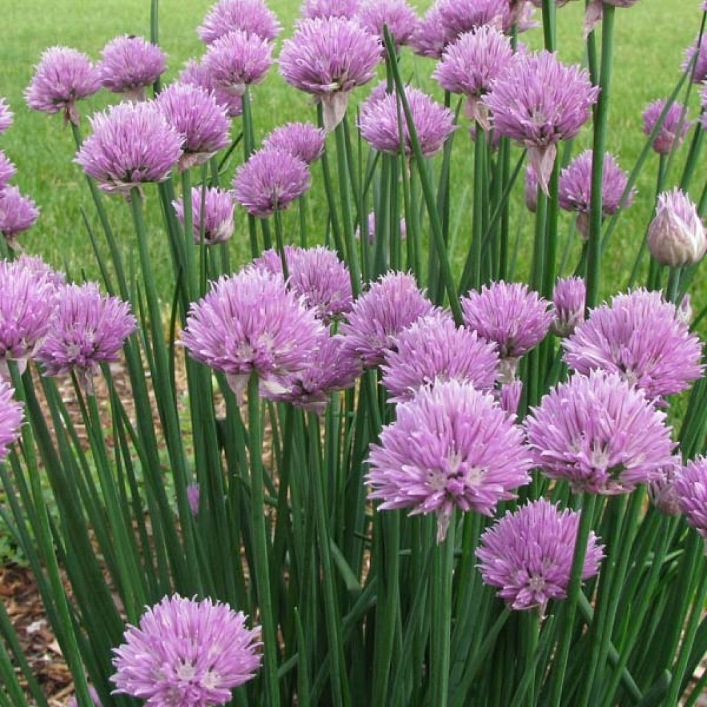 Ruoholaukka - Allium schoenoprasum