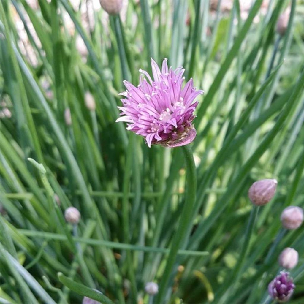Ruoholaukka luomu - Allium schoenoprasum