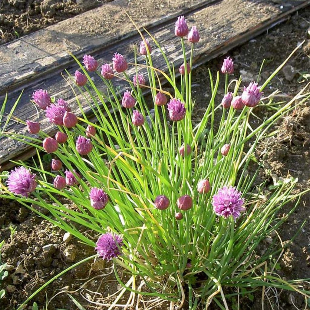Ruoholaukka luomu taimena - Allium schoenoprasum