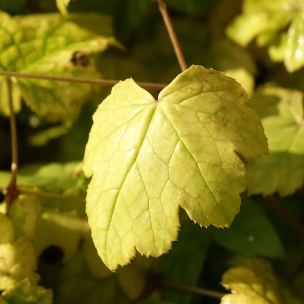 Konnanmarja - Actaea biternata