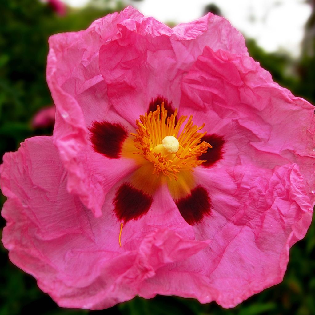 Kistus - Cistus x purpureus