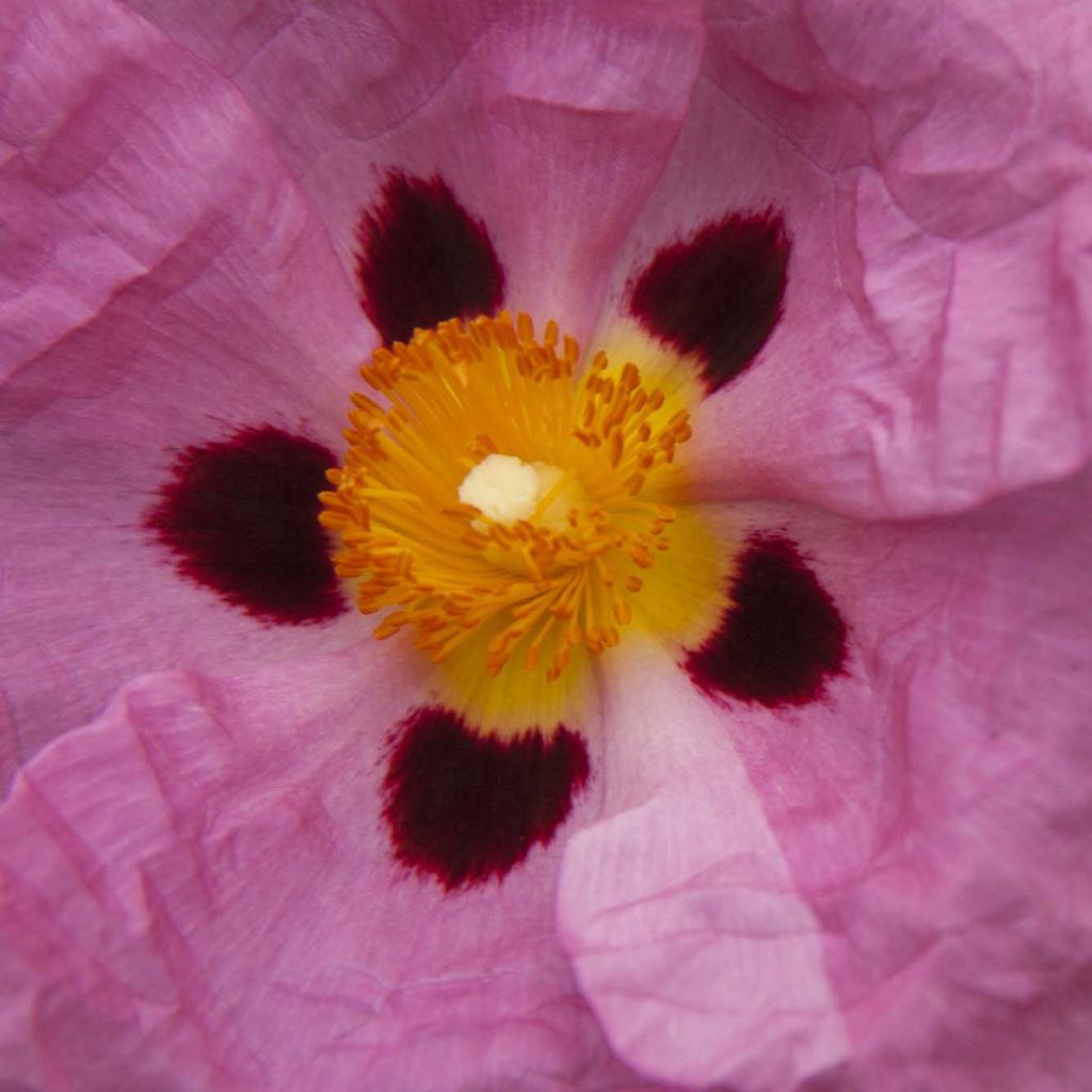 Kistus - Cistus x purpureus