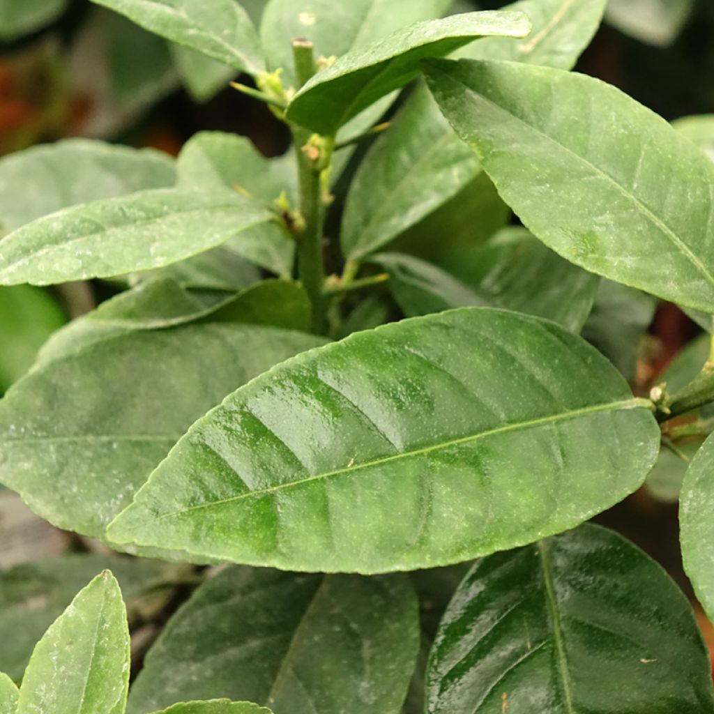 Volkamersitruuna - Citrus x volkameriana