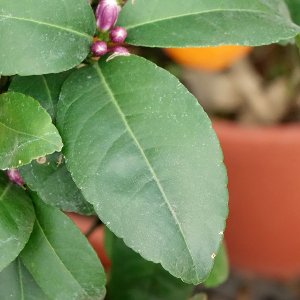 Limetti Red Lime