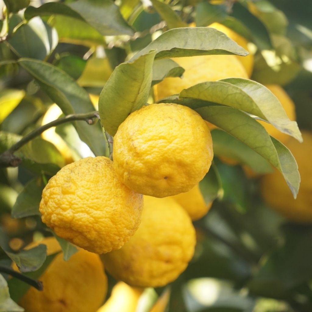Yuzu-sitruuna - Citrus junos