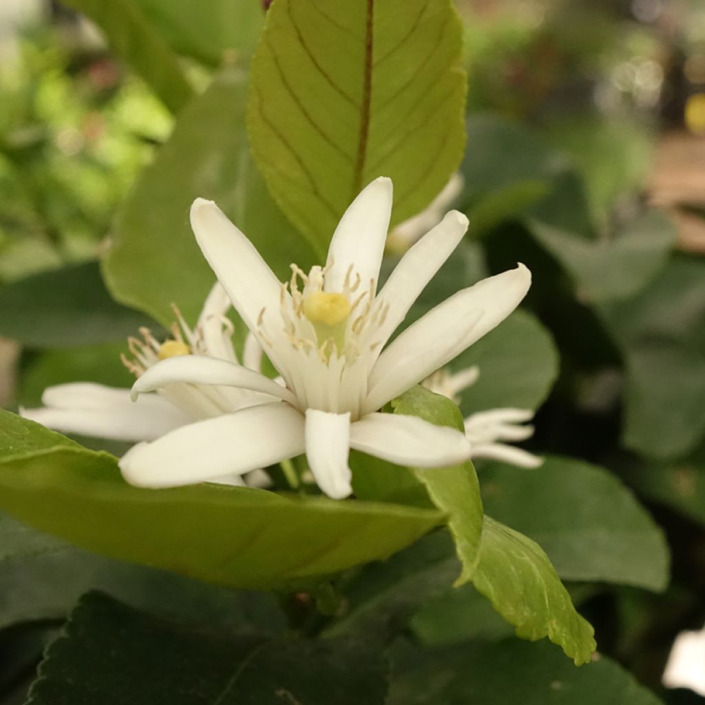 Sitruuna Cerza