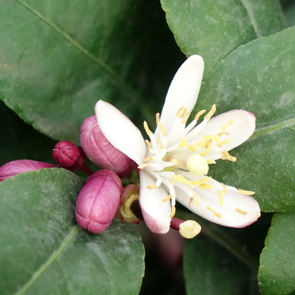 Sitruuna Femminello Carrubaro