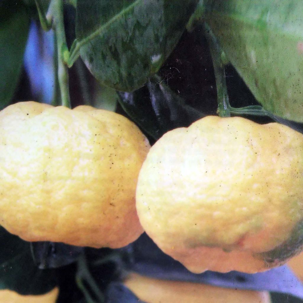 Limetta Pursha