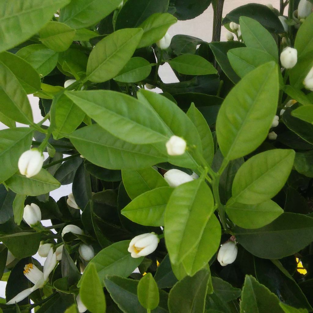 Limetta Pursha