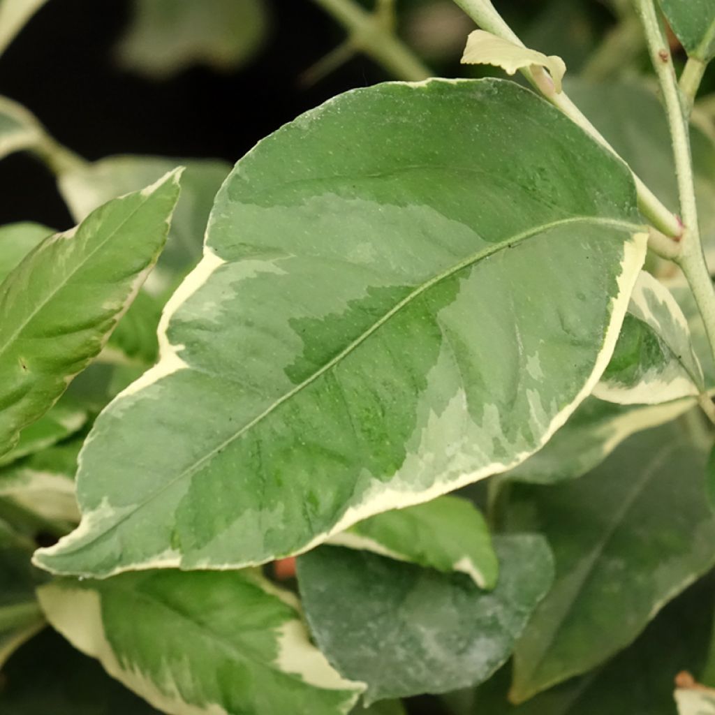 Sitruuna Variegata