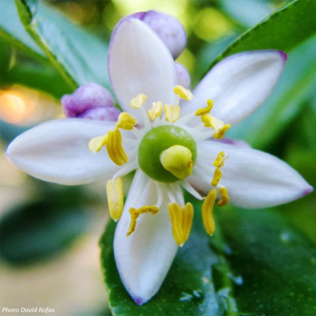 Kaffirlimetti - Citrus hystrix