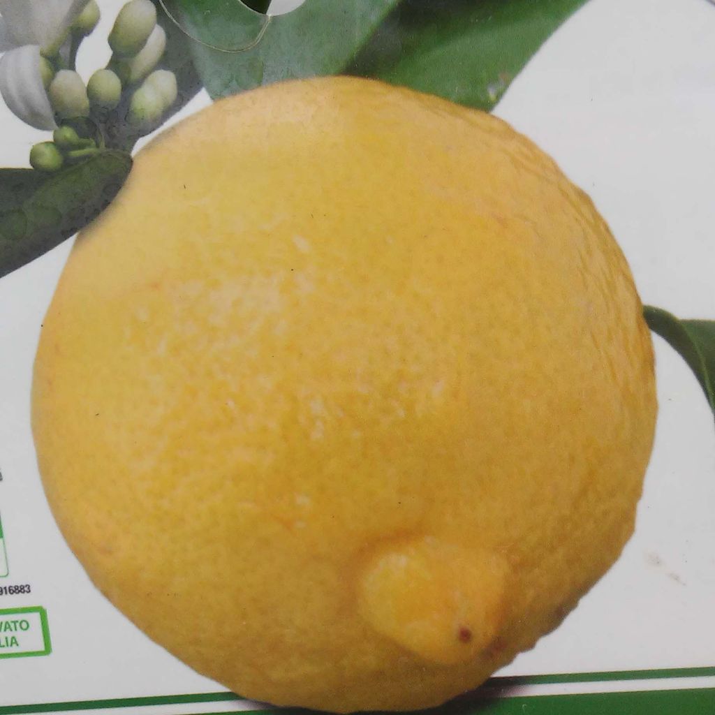 Sitruuna Cerza