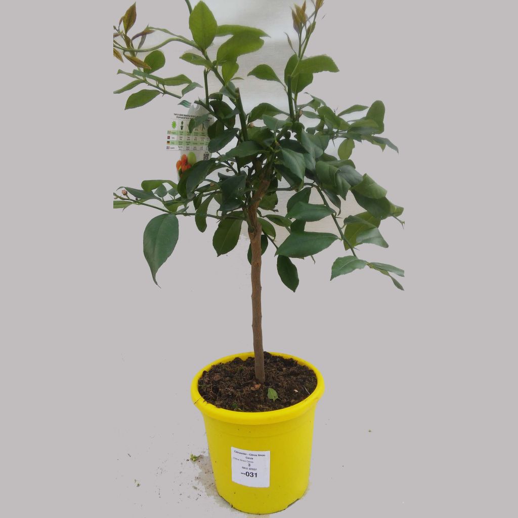 Sitruuna Cerza