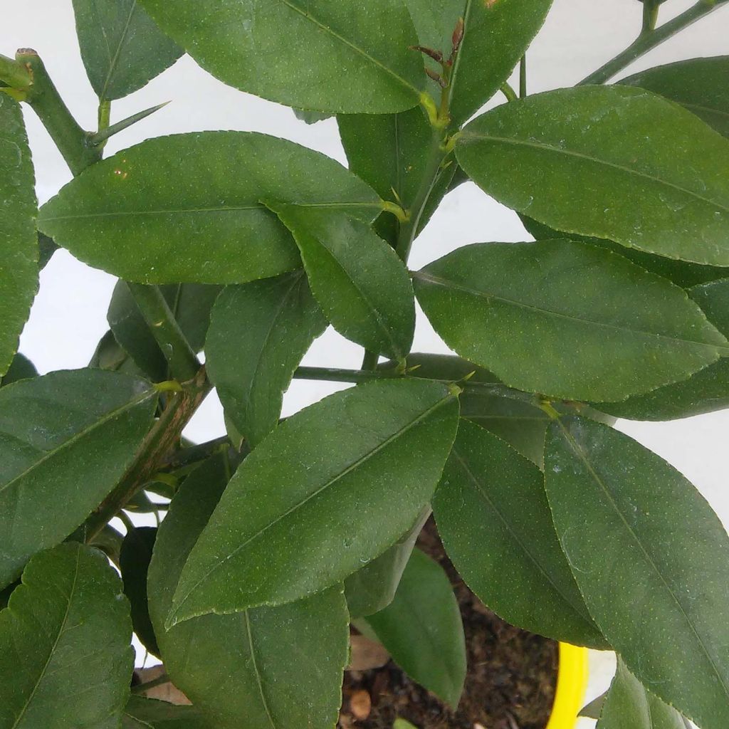 Sitruuna Cerza