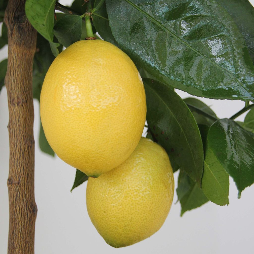 Sitruuna Lemox