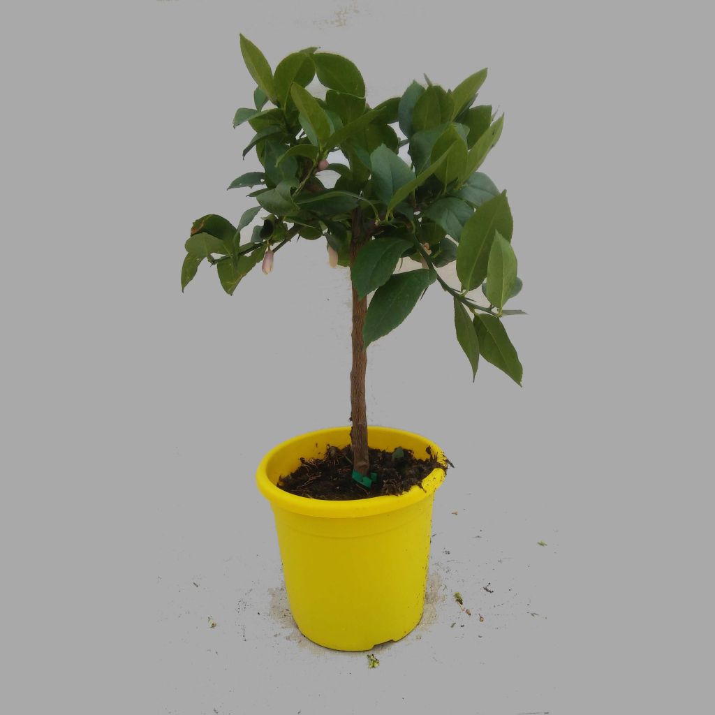 Sitruuna Lemox