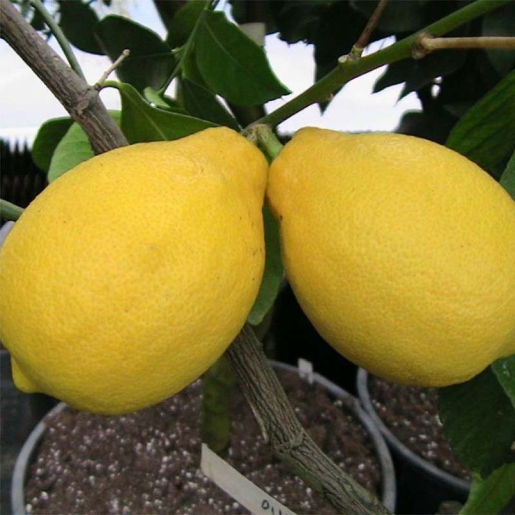 Sitruuna Lemox