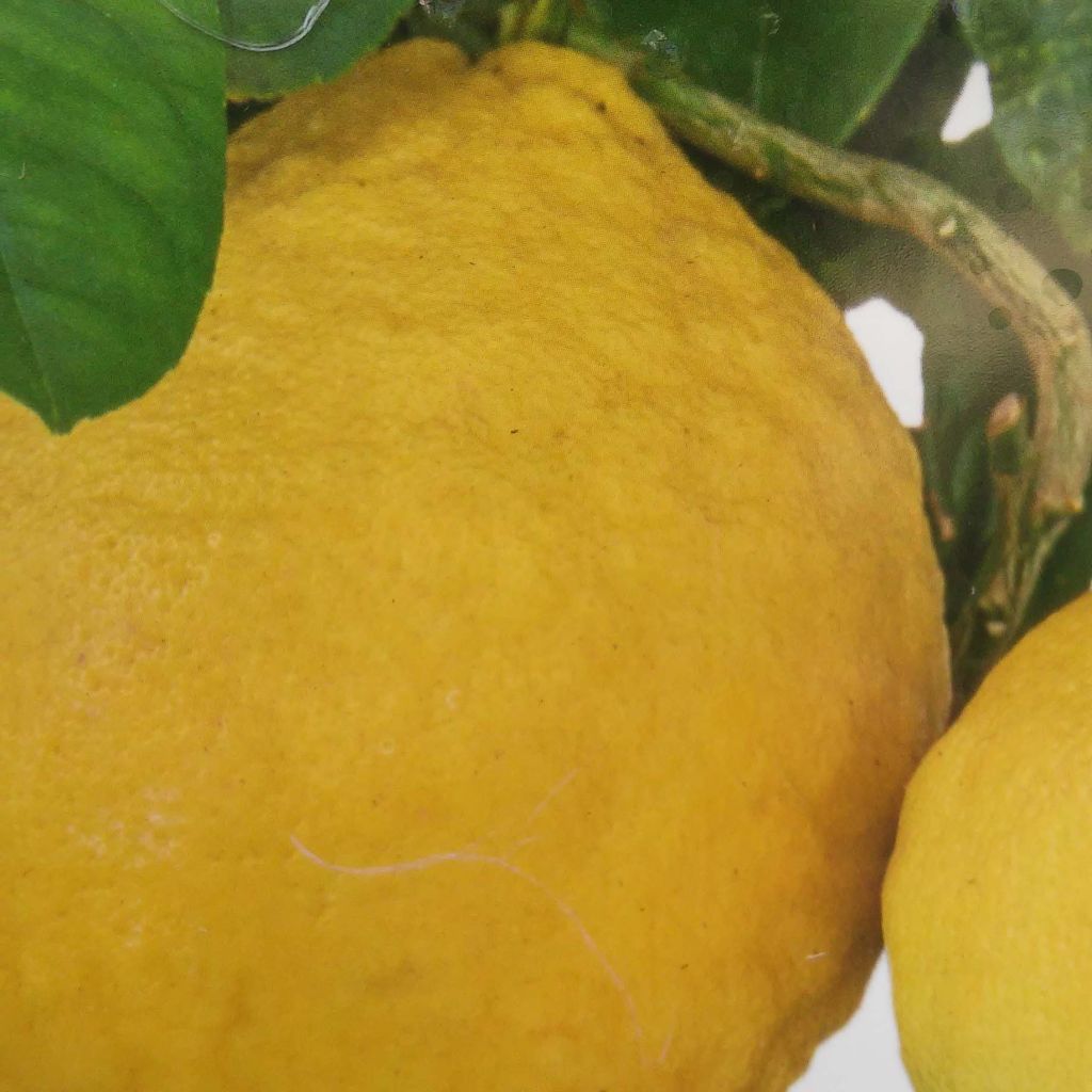 Sitruuna-greippihybridi Lipo