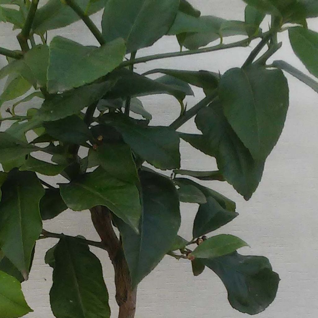 Sitruuna-greippihybridi Lipo
