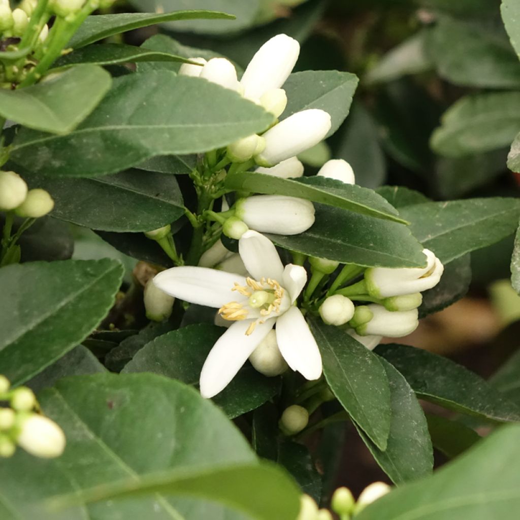 Sukaattisitruuna x sitruuna -hybridi Pigmentata