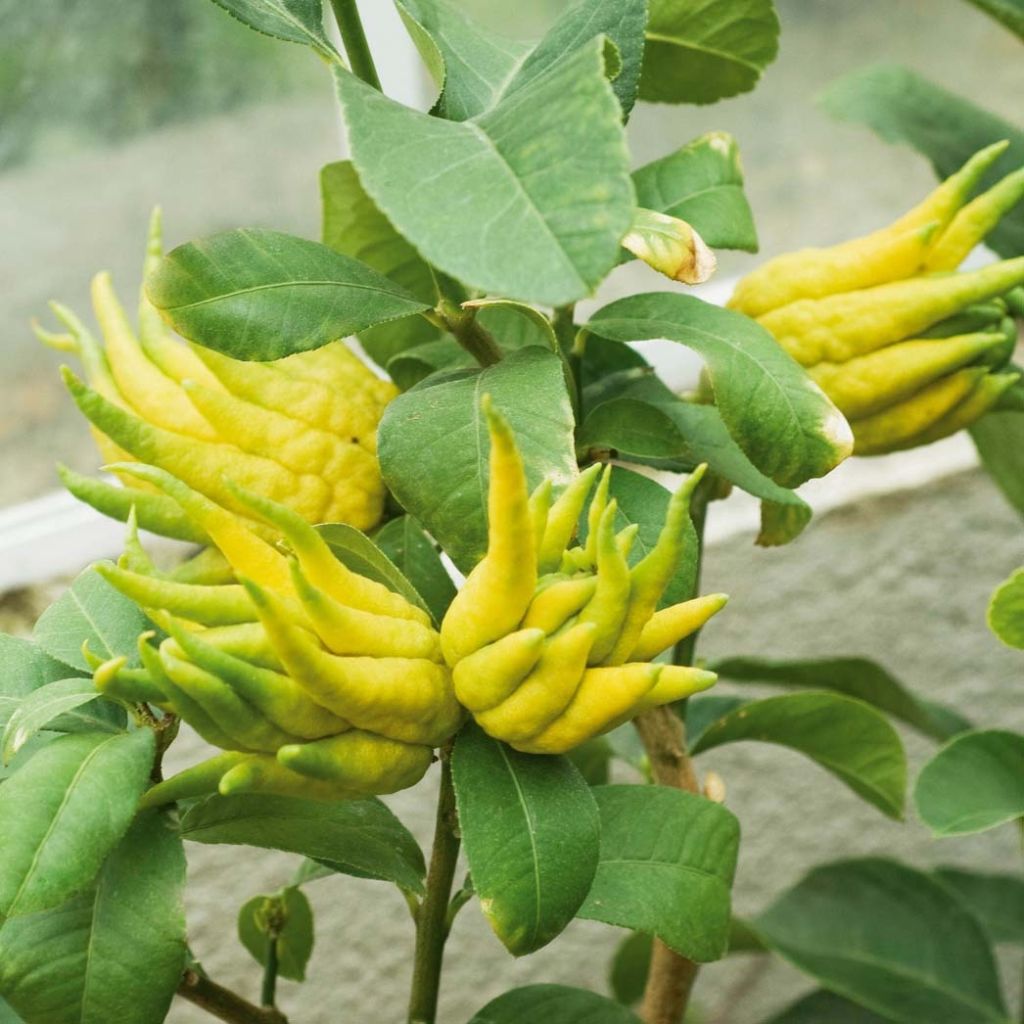 Sormisukaattisitruuna - Citrus medica var. sarcodactylis