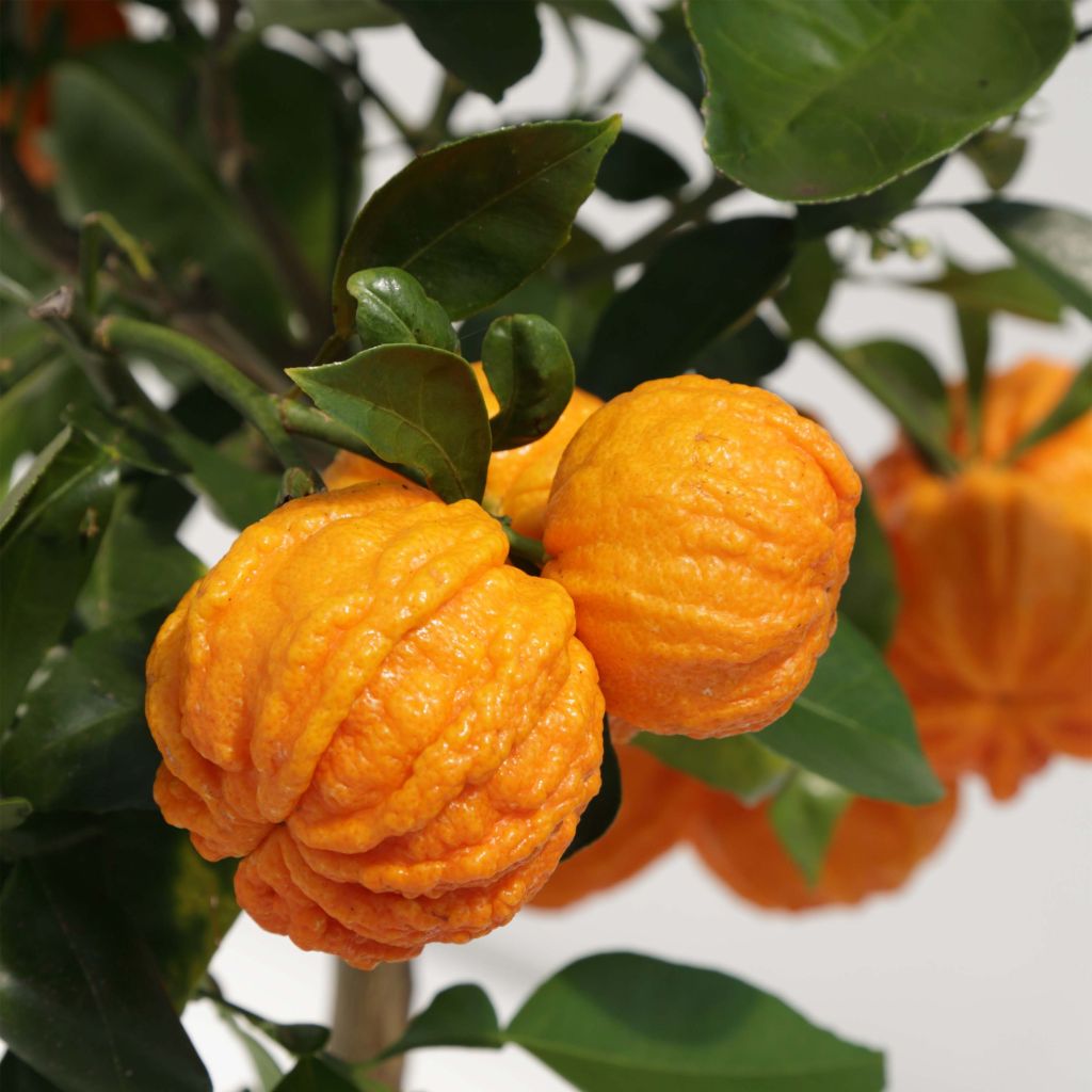 Appelsiini Corrugata
