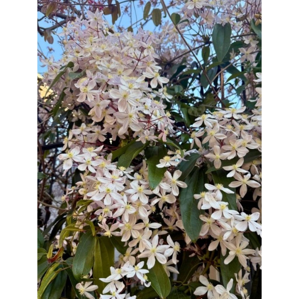 Nietoskärhö - Clematis armandii