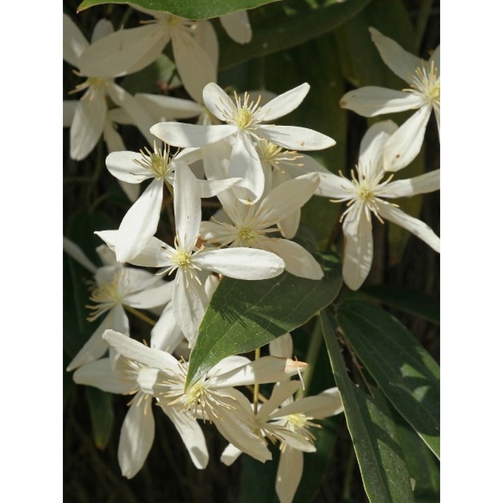 Nietoskärhö - Clematis armandii