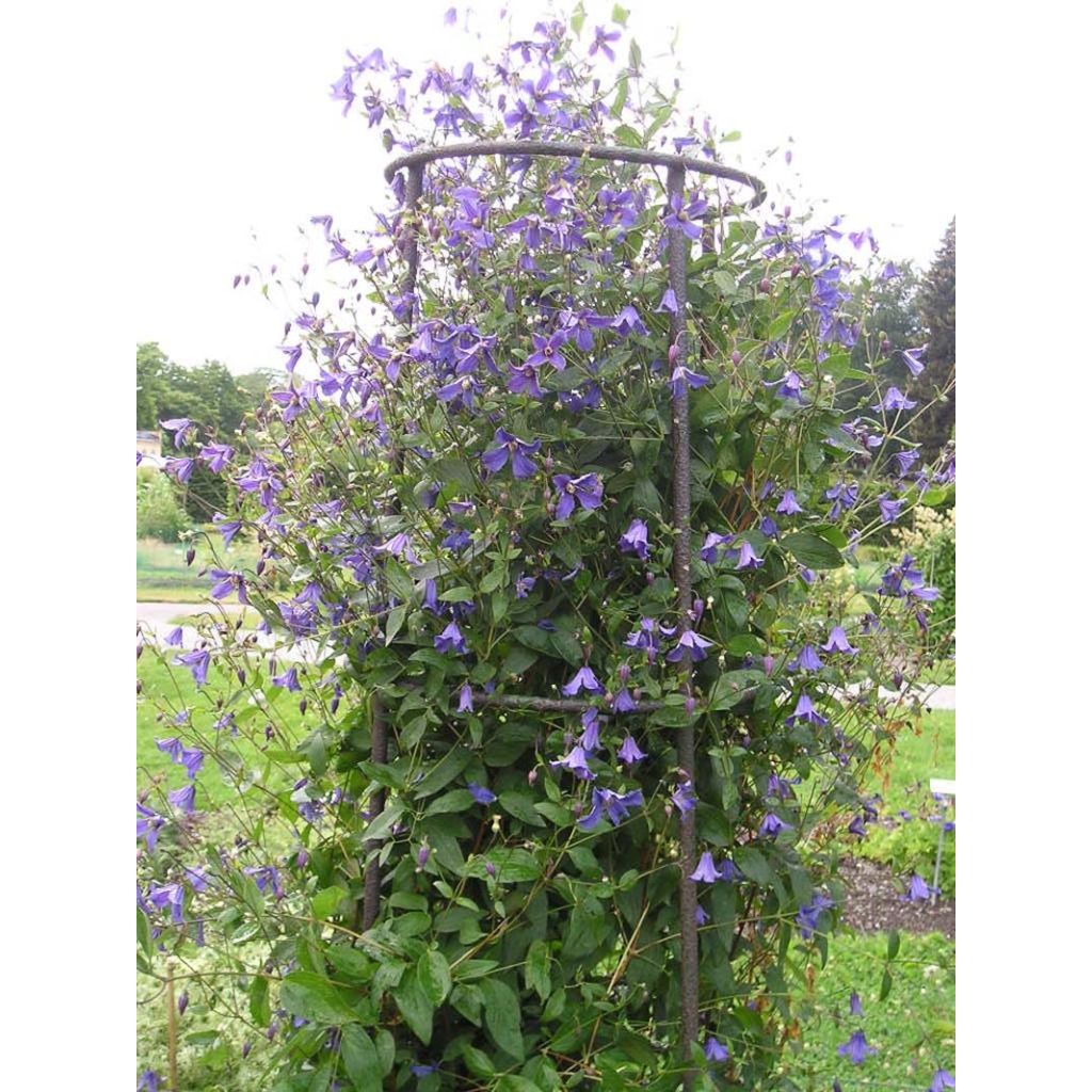Kellokärhö Eriostemon