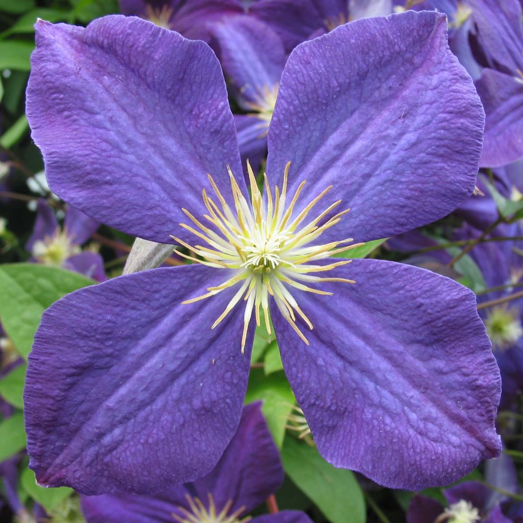 Loistokärhö - Clematis jackmanii
