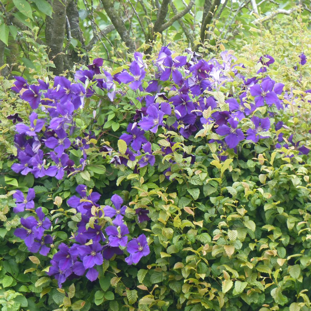 Loistokärhö - Clematis jackmanii
